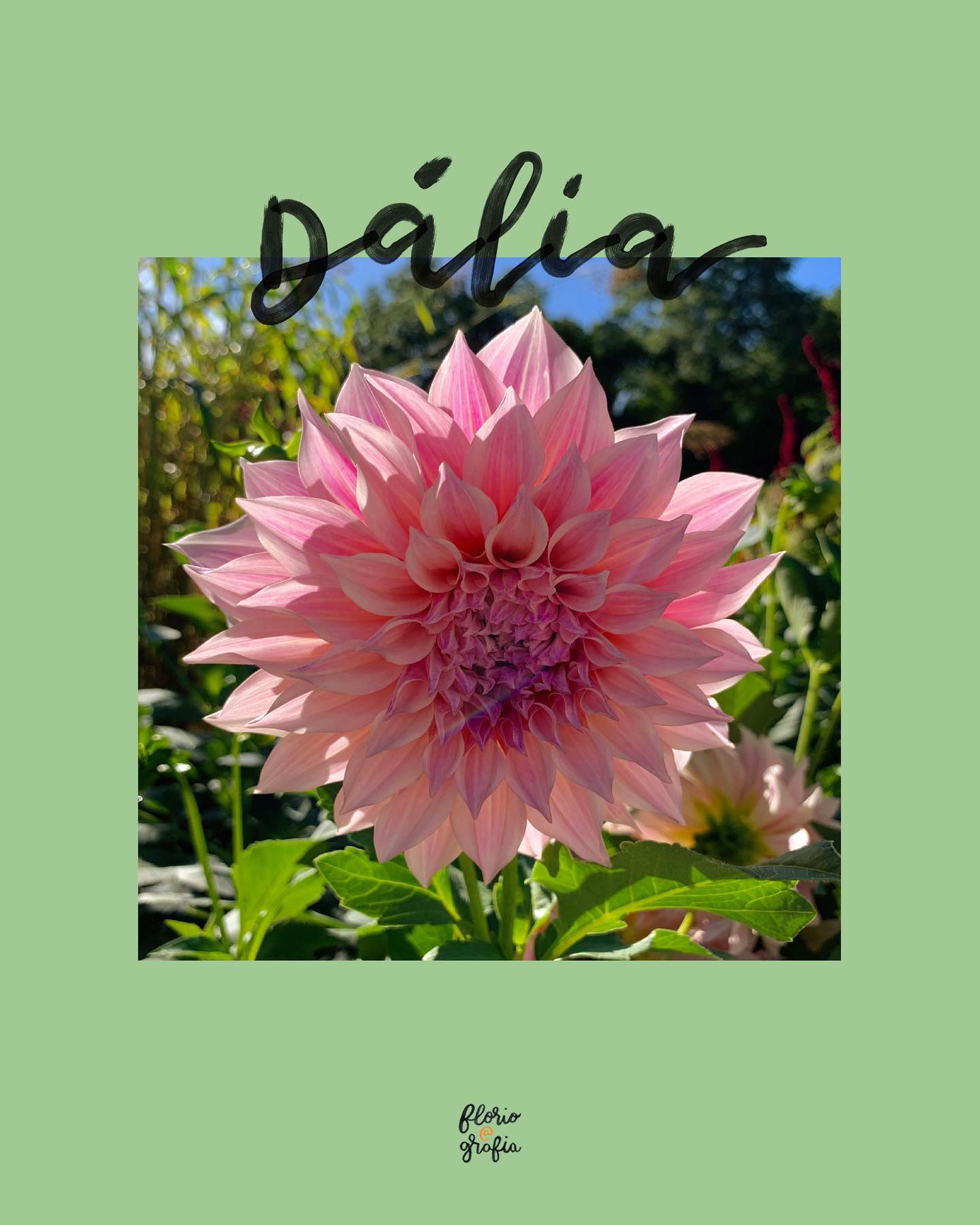 F L O R I P E D I A: dália 🌿 Ela é a flor preferida da Frida Kahlo, nativa do México, a dália tem uma variedade imensa de cor e tamanho 🌈 Em arranjos, dura por 1 semana, e uma curiosidade é que quando plantada na terra, quanto mais suas flores são cortadas mais florescem os bulbos de flor? Resiliência deve ser seu apelido! Arrasta pra saber mais sobre essa flor magnífica 🤗 #floripedia #floripediafloriografia