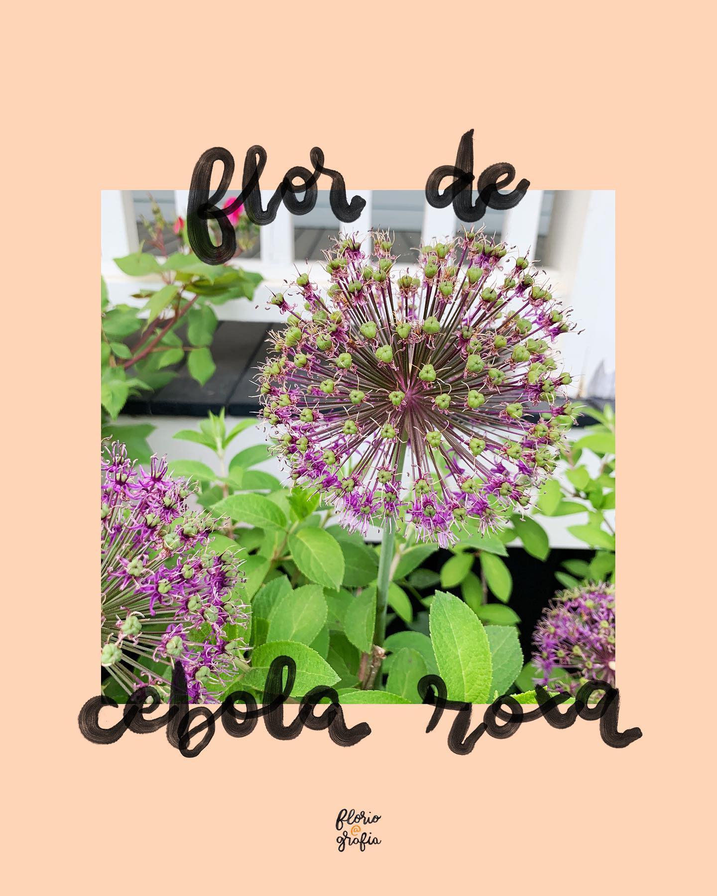 F L O R I P E D I A: Vocês pediram, então apresento o primeiro post sobre os tipos diferentes de flores 🤩 Flor de cebola, já ouviu falar? Encontrei essa flor no jardim do vizinho, tirei uma foto e alguns dias depois ela estava completamente diferente, tinha crescido e como alguns de vocês comentaram, parecia com fogos de artifício. Arraste pra saber mais 👉 #floripedia #floriografia #allium #alliumgiganteum #floripediafloriografia