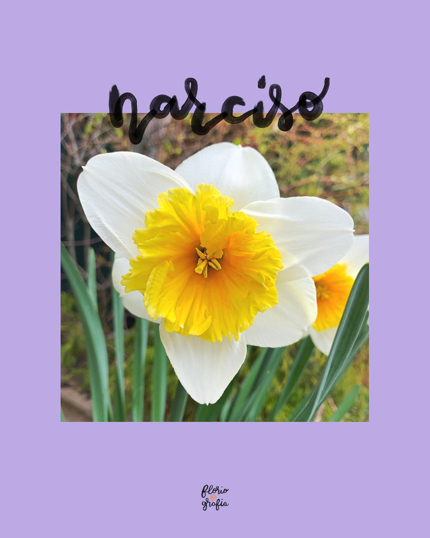 F L O R I P E D I A: narciso 🌿 Vem conhecer mais sobre flor que marca o início da primavera por ser uma das primeiras que começa a sua floração, muitas vezes até no finzinho do inverno. São mais de 500 espécies catalogadas - algumas infelizmente estão quase extintas por conta do consumo comercial e urbanidade nas cidades. Arrasta pro lado pra saber mais #floripedia #narciso #daffodils #narcissus #floripediafloriografia