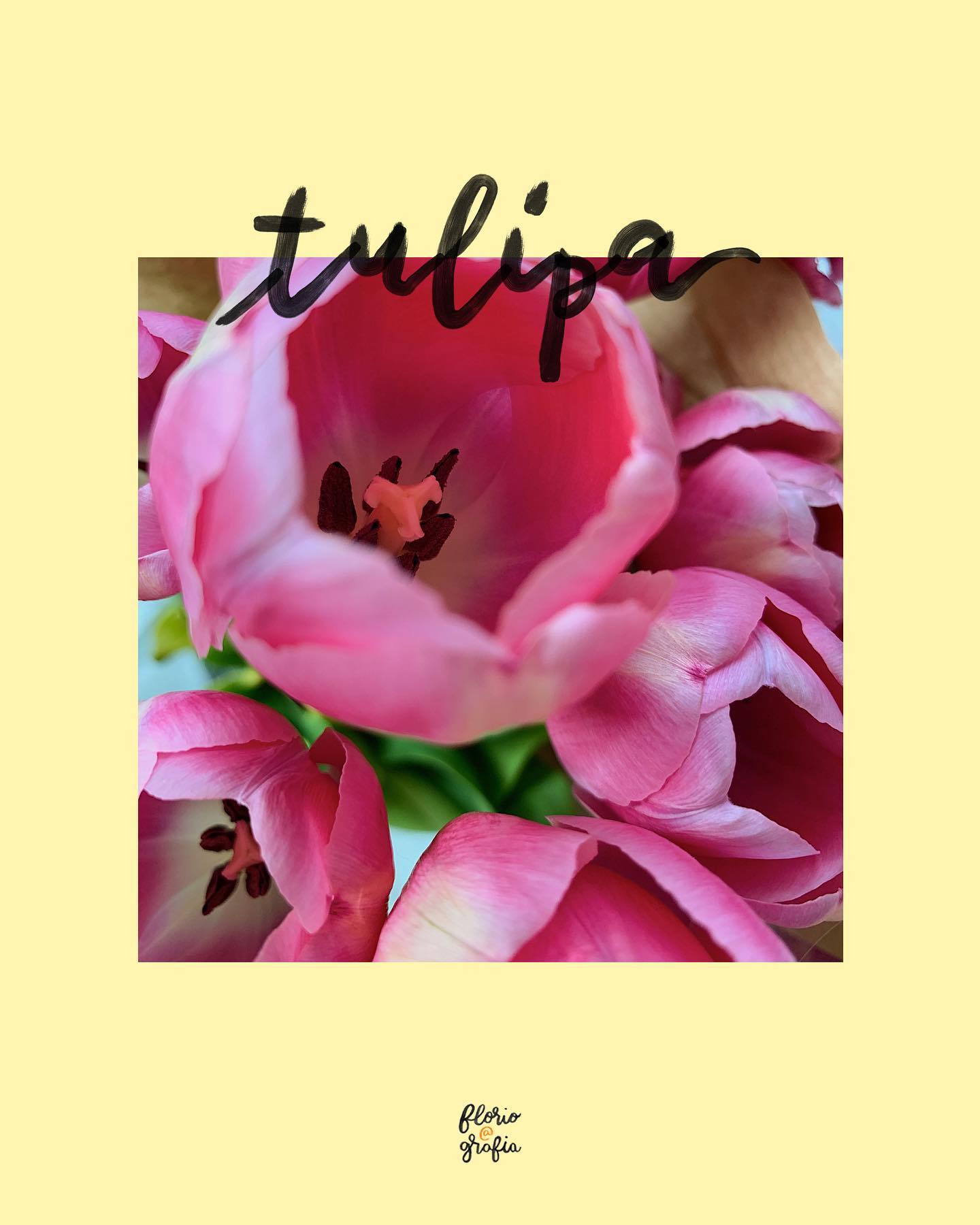 F L O R I P E D I A: tulipa🌷Pelos comentários de vocês nos stories, tem muitos fãs das tulipas por aqui 🙋🏻‍♀️ No Brasil, elas são cultivadas em Holambra, apesar do clima quente e tropical que temos. Arrasta pra ver o video da tulipa que nunca tinha visto antes! #floripedia #tulipa #floripediafloriografia