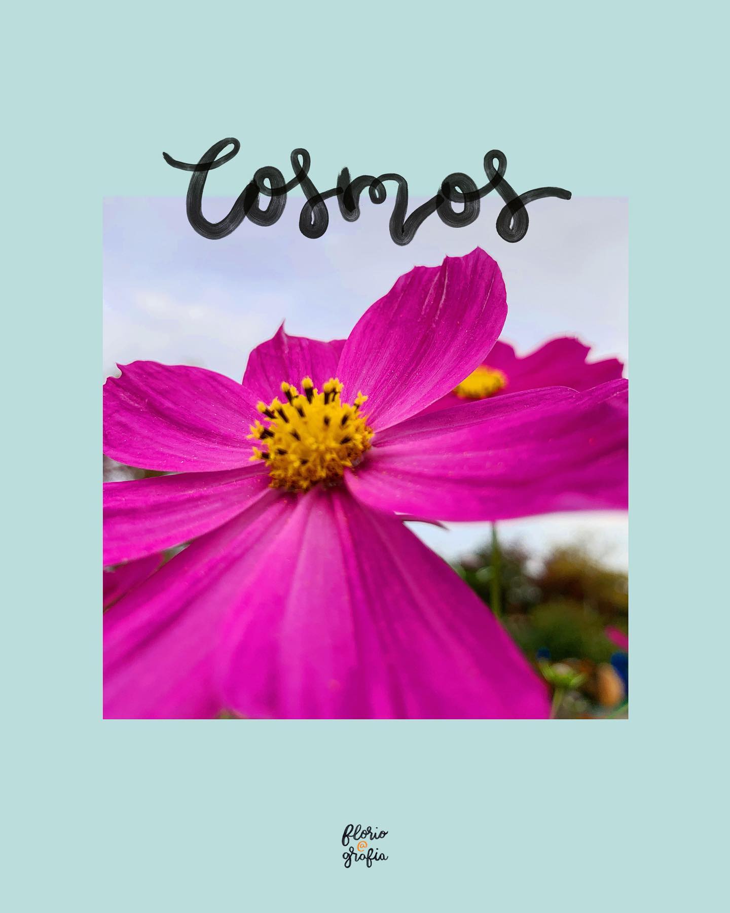 F L O R I P E D I A: Cosmos 🌟Também conhecida como cósmea, ela é uma flor delicada porém resistente! Sempre encontro em locais perto de uma calçada ou entre jardins, já que ela cresce muito facilmente e meio que sem querer querendo. Quem aqui já conhecia? 🙋🏻‍♀️ Arrasta pra saber mais dessa flor #floripedia #cosmos #floripediafloriografia